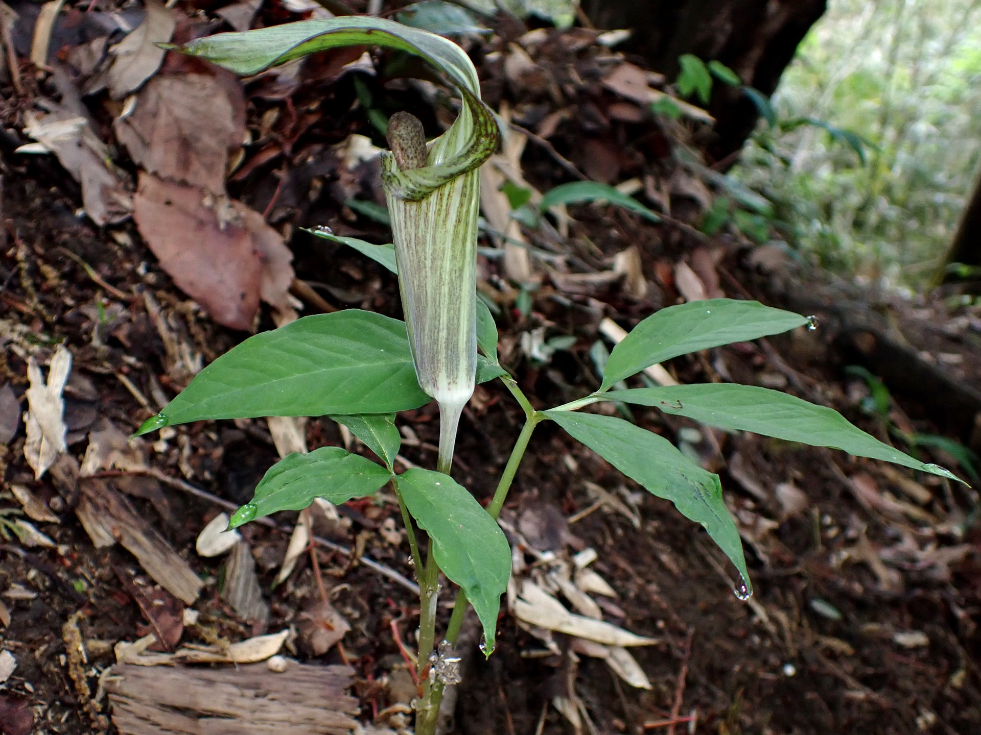 マムシグサの花の高画質写真です。横浜市 青葉区 寺家ふるさと村で、2024年4月23日に撮影したものです。