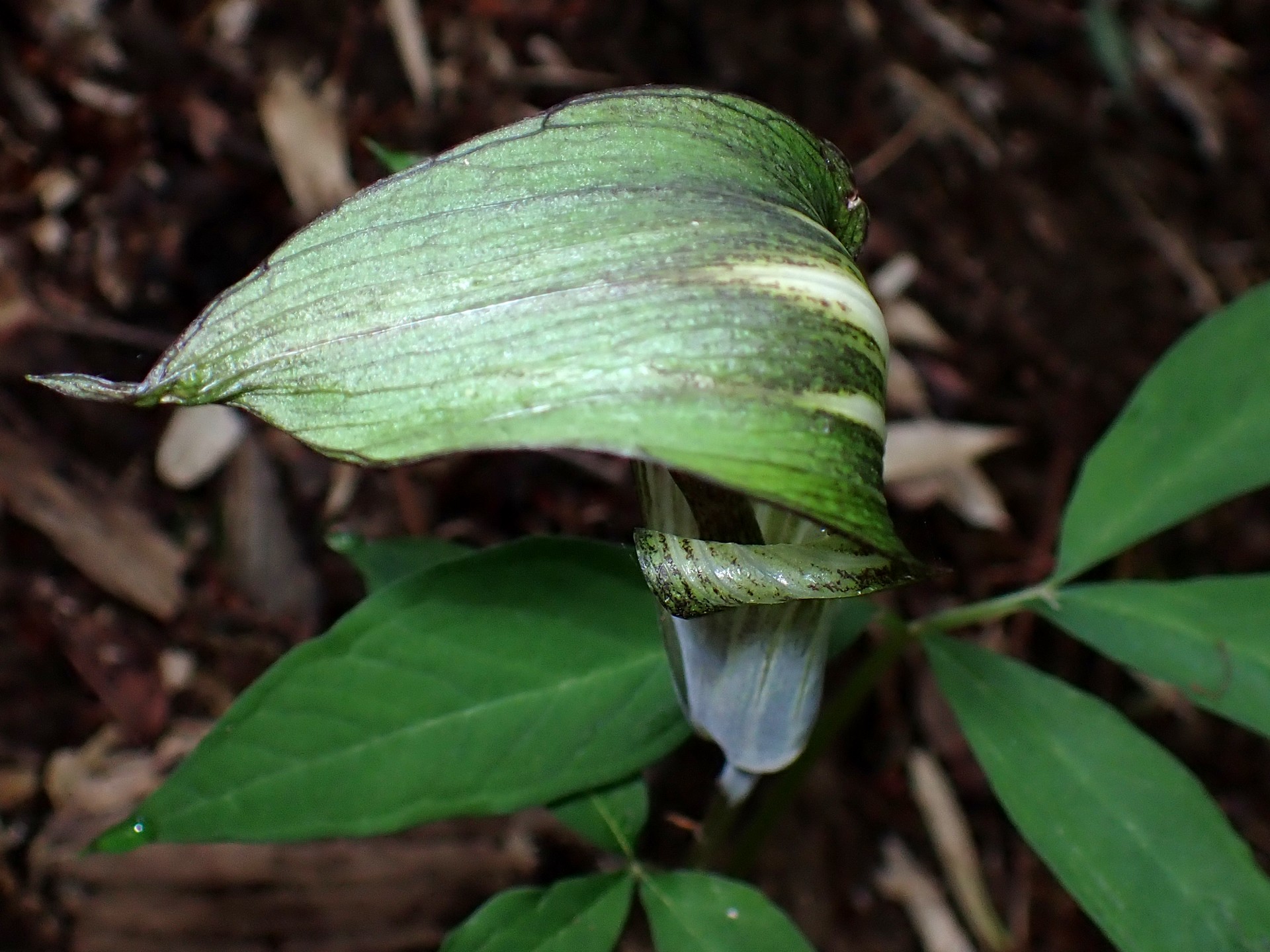 マムシグサの葉の高画質写真です。横浜市 青葉区 寺家ふるさと村で、2024年4月23日に撮影したものです。