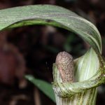 マムシグサの花の拡大高画質写真です。横浜市 青葉区 寺家ふるさと村で、2024年4月23日に撮影したものです。