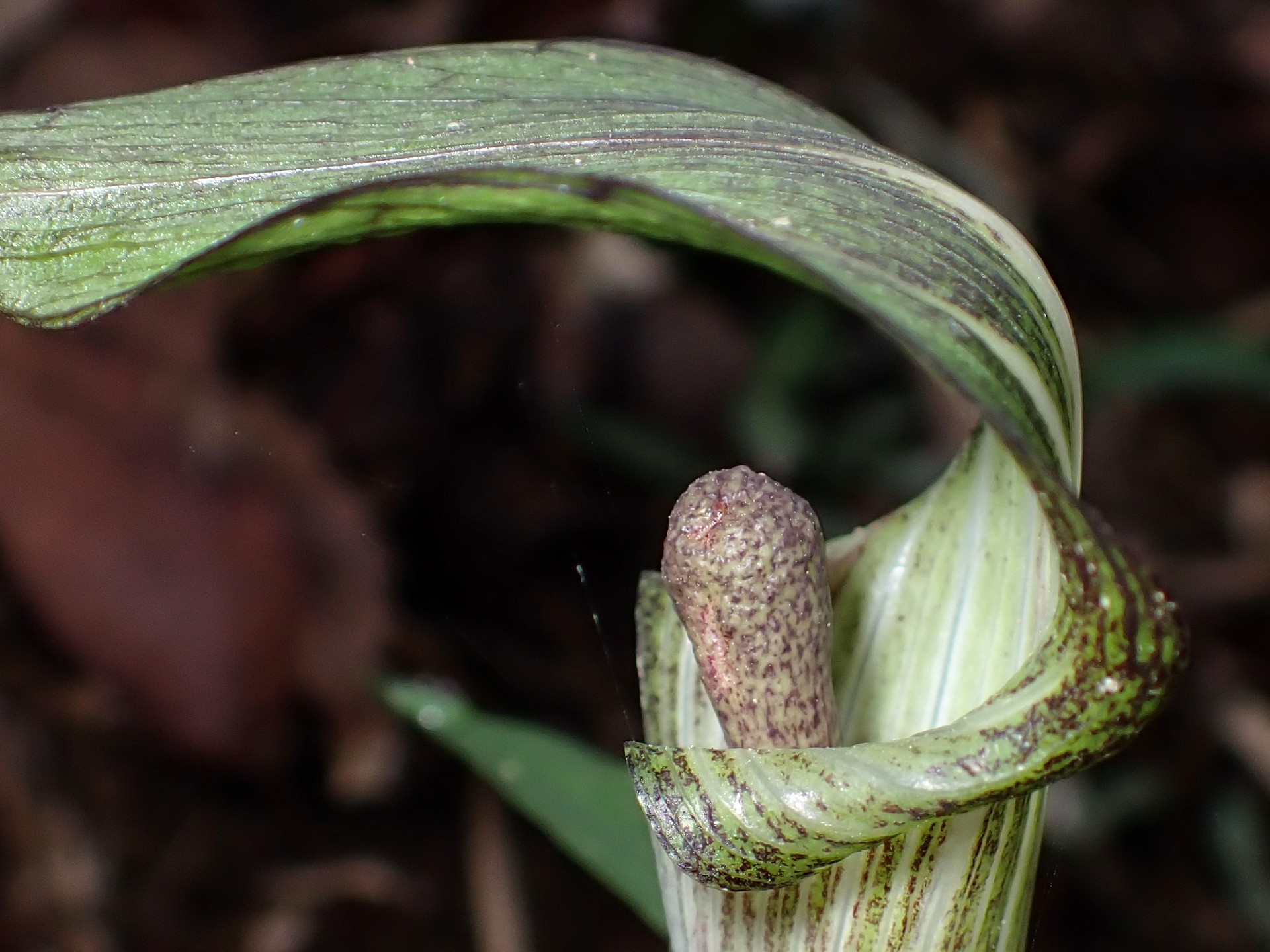 マムシグサの花の拡大高画質写真です。横浜市 青葉区 寺家ふるさと村で、2024年4月23日に撮影したものです。