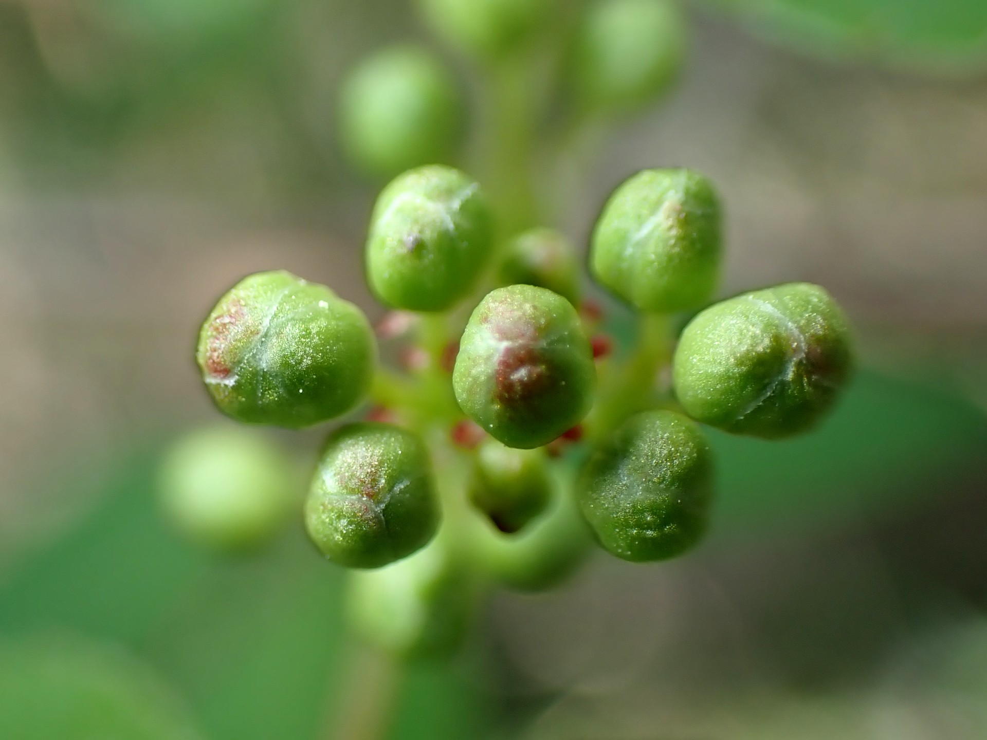 ミツバウツギのつぼみの高画質写真です。横浜市 青葉区 寺家ふるさと村で、2024年4月10日に撮影したものです。