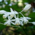 ミツバウツギの花の高画質写真です。横浜市 青葉区 寺家ふるさと村で、2024年4月25日に撮影したものです。