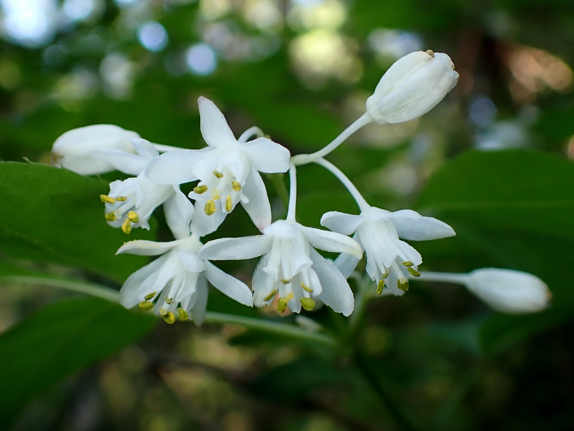 ミツバウツギの花の高画質写真です。横浜市 青葉区 寺家ふるさと村で、2024年4月25日に撮影したものです。