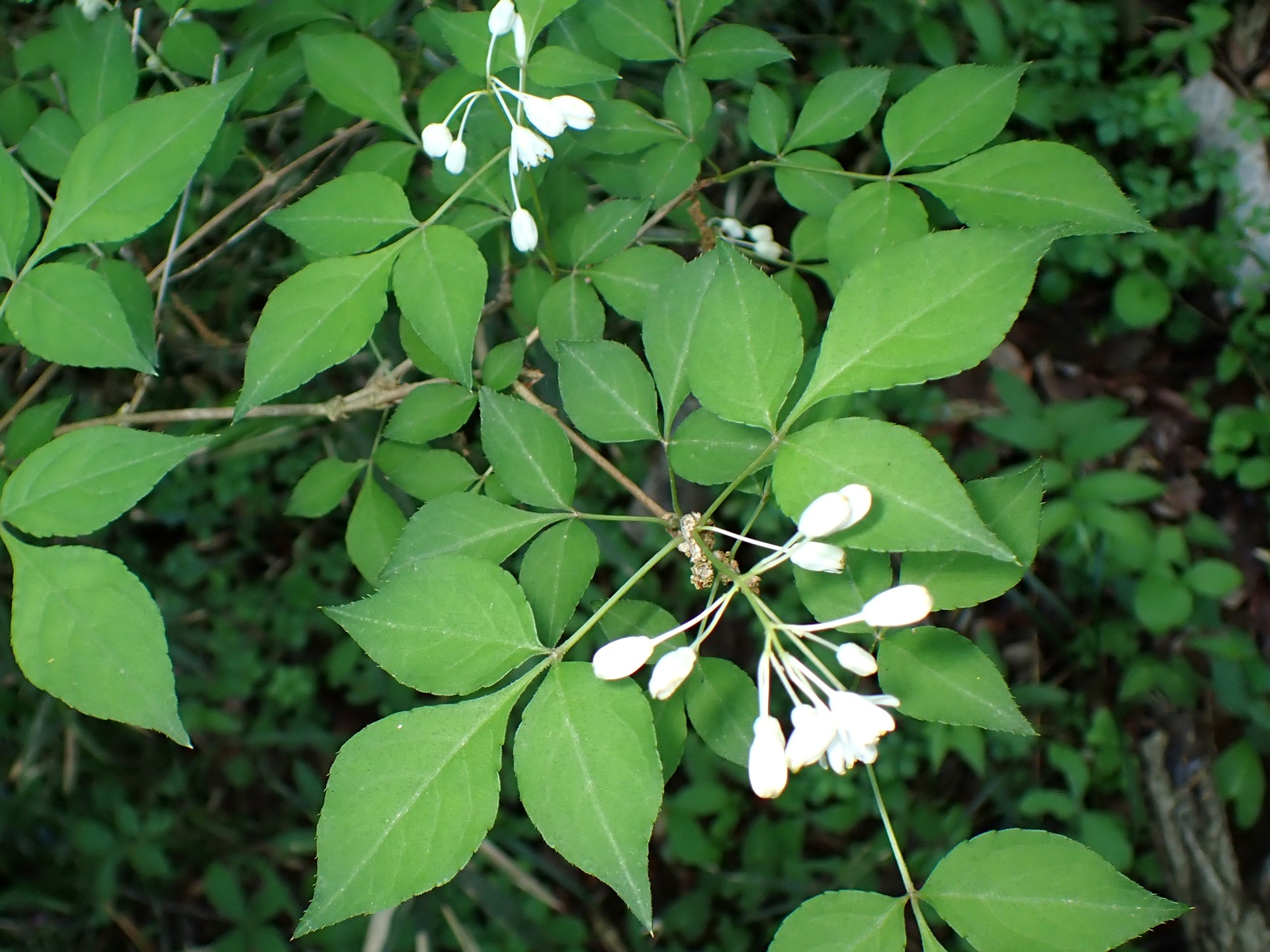 ミツバウツギの葉の高画質写真です。横浜市 青葉区 寺家ふるさと村で、2024年4月25日に撮影したものです。