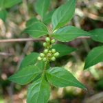 ミツバウツギの葉とつぼみの高画質写真です。横浜市 青葉区 寺家ふるさと村で、2024年4月10日に撮影したものです。