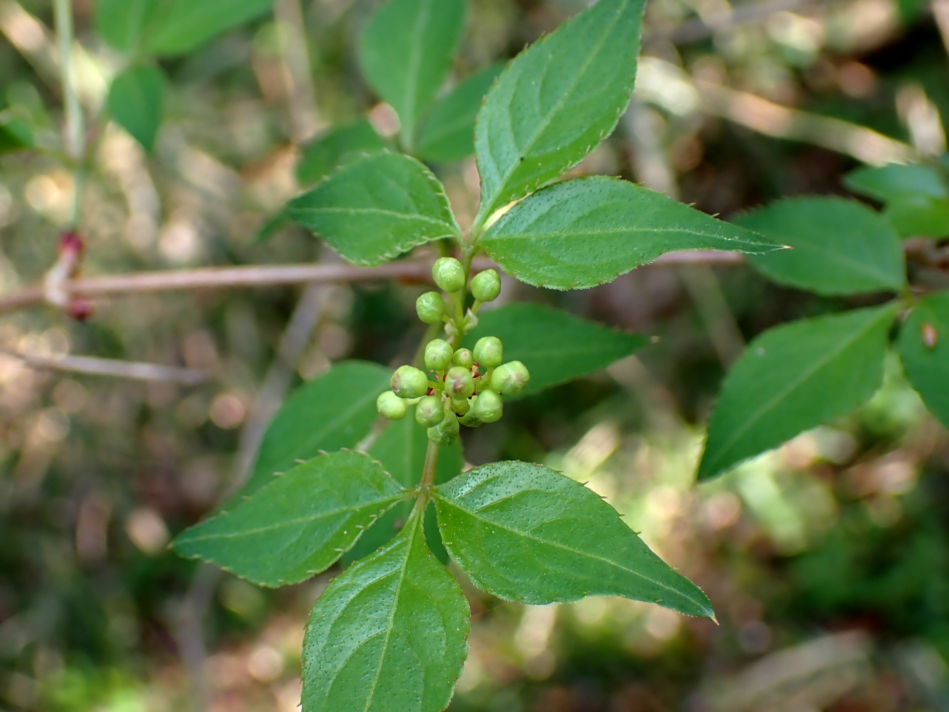 ミツバウツギの葉とつぼみの高画質写真です。横浜市 青葉区 寺家ふるさと村で、2024年4月10日に撮影したものです。