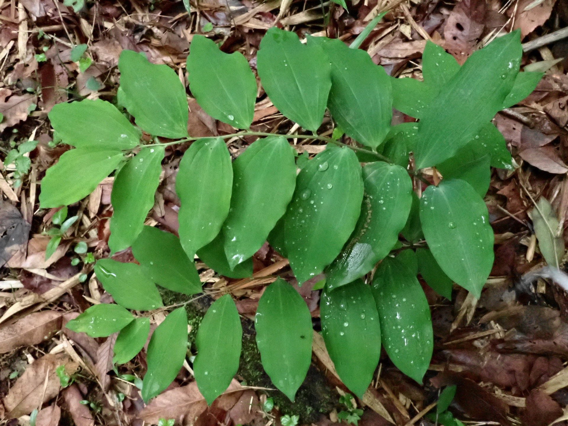 ミヤマナルコユリの葉の高画質写真です。横浜市 青葉区 寺家ふるさと村で、2024年4月23日に撮影したものです。
