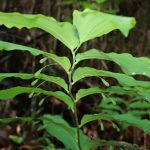 ミヤマナルコユリのつぼみの高画質写真です。横浜市 青葉区 寺家ふるさと村で、2024年4月23日に撮影したものです。