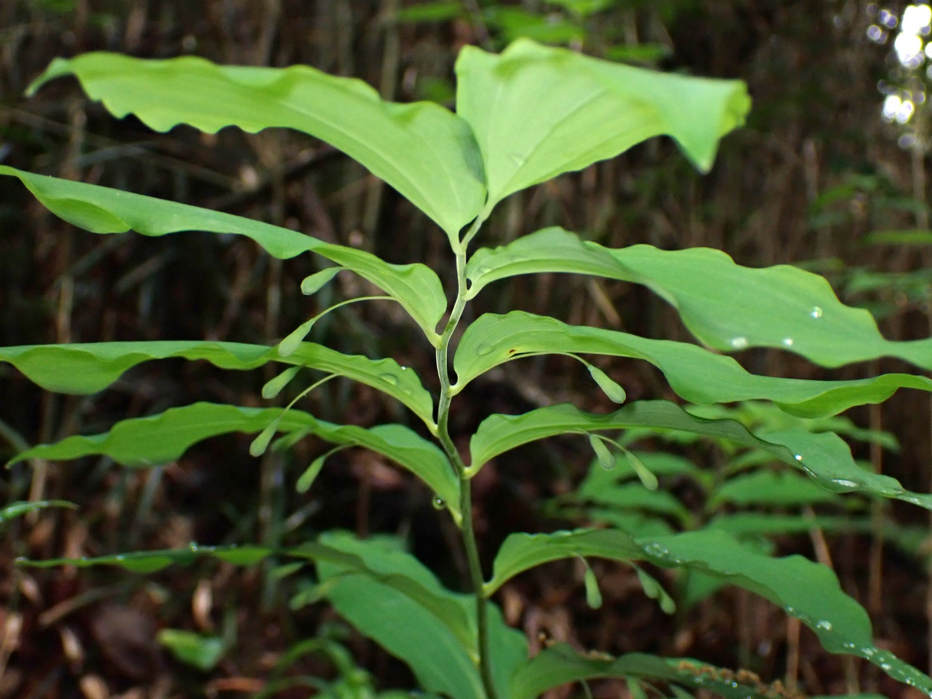 ミヤマナルコユリのつぼみの高画質写真です。横浜市 青葉区 寺家ふるさと村で、2024年4月23日に撮影したものです。