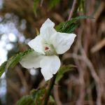 モミジイチゴの花の高画質写真です。横浜市 青葉区 寺家ふるさと村で、2024年3月31日に撮影したものです。