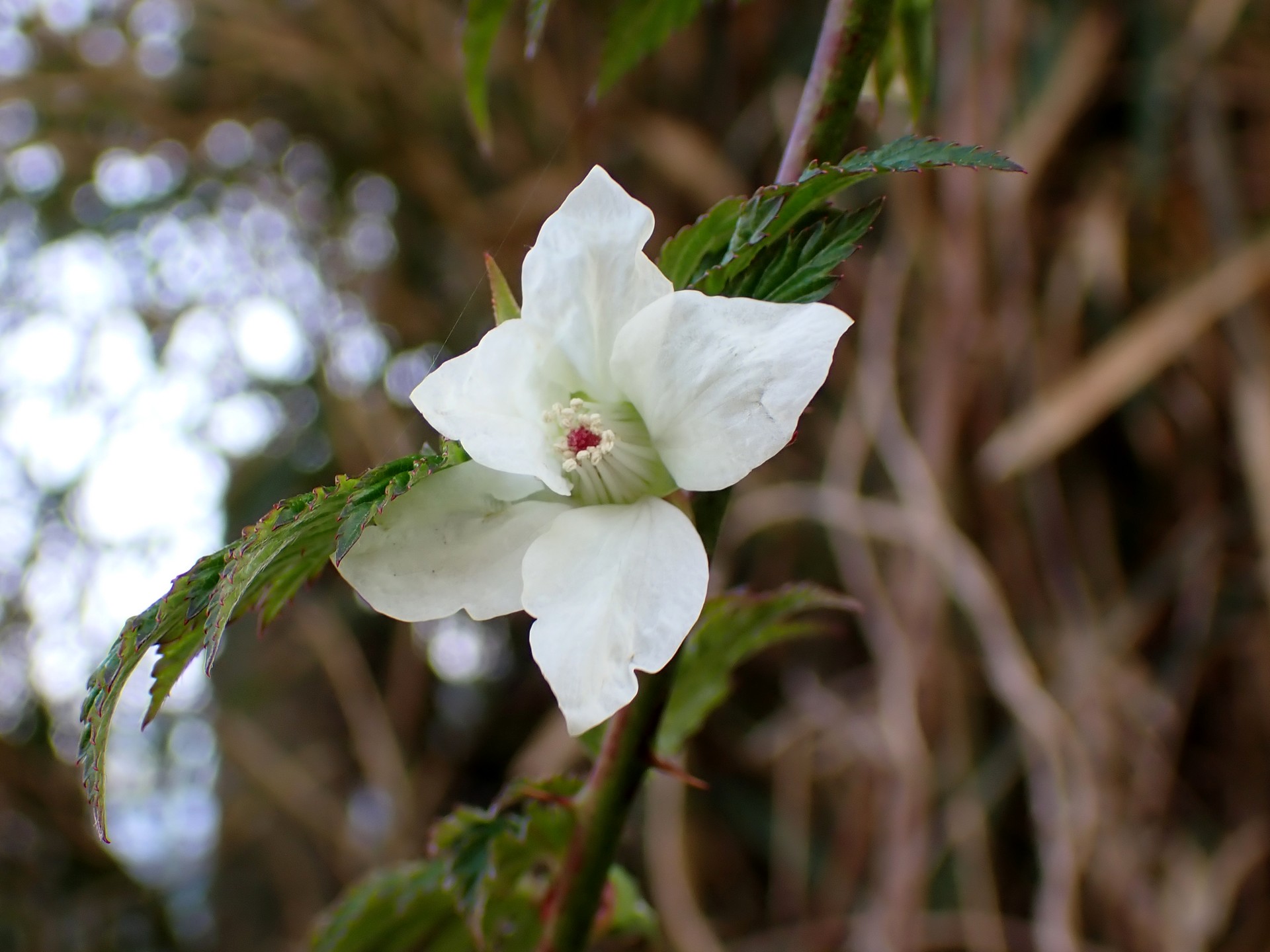モミジイチゴの花の高画質写真です。横浜市 青葉区 寺家ふるさと村で、2024年3月31日に撮影したものです。