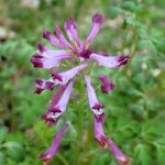 ムラサキケマンの花の高画質写真です。横浜市 青葉区 寺家ふるさと村で、2024年4月17日に撮影したものです。