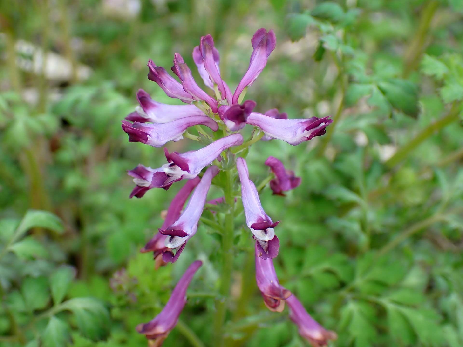 ムラサキケマンの花の高画質写真です。横浜市 青葉区 寺家ふるさと村で、2024年4月17日に撮影したものです。