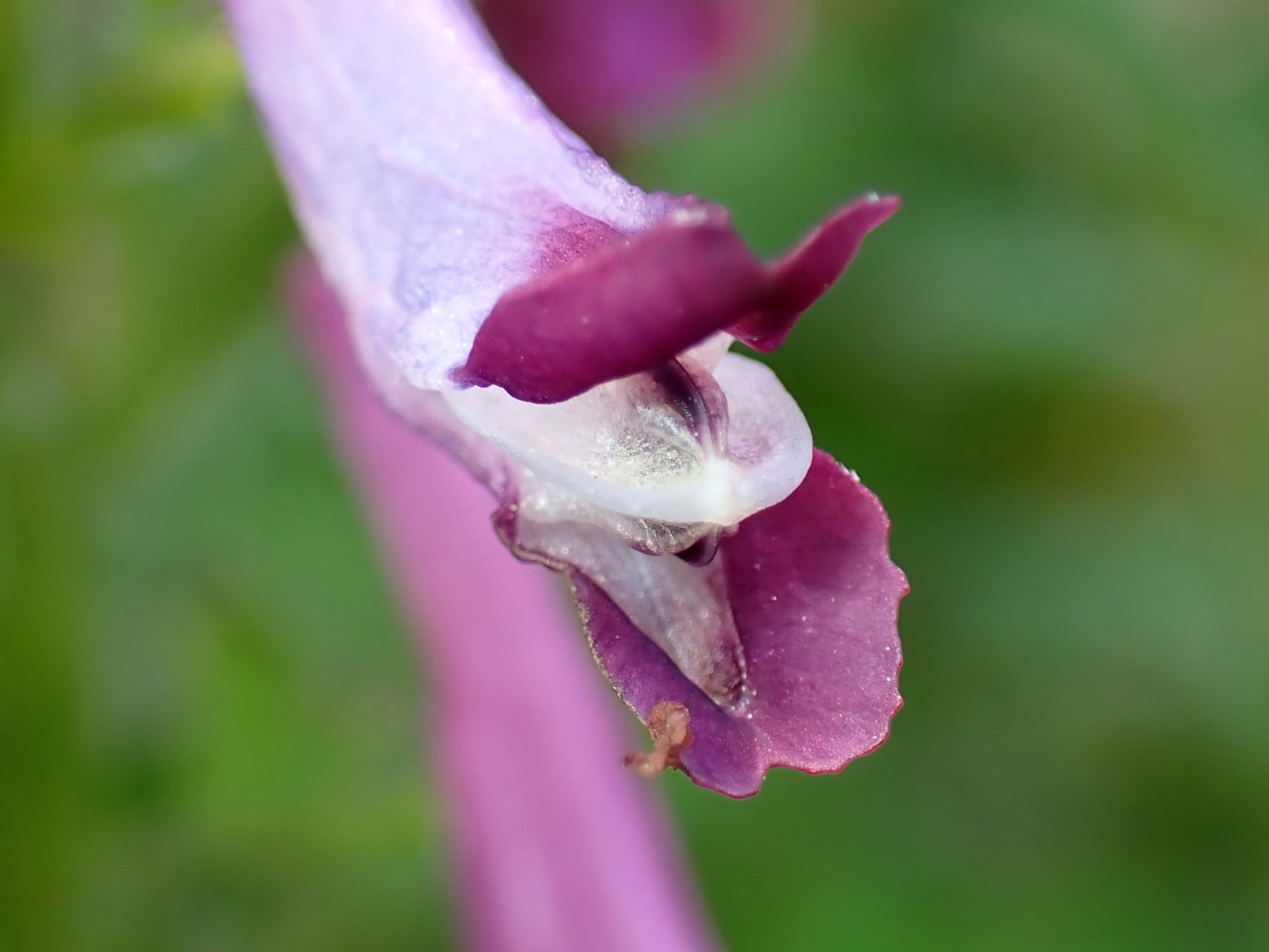 ムラサキケマンの花の高画質写真です。横浜市 青葉区 寺家ふるさと村で、2024年4月17日に撮影したものです。