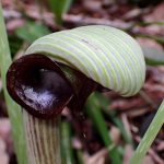 ムサシアブミの花の高画質写真です。横浜市 青葉区 寺家ふるさと村で、2024年4月6日に撮影したものです。