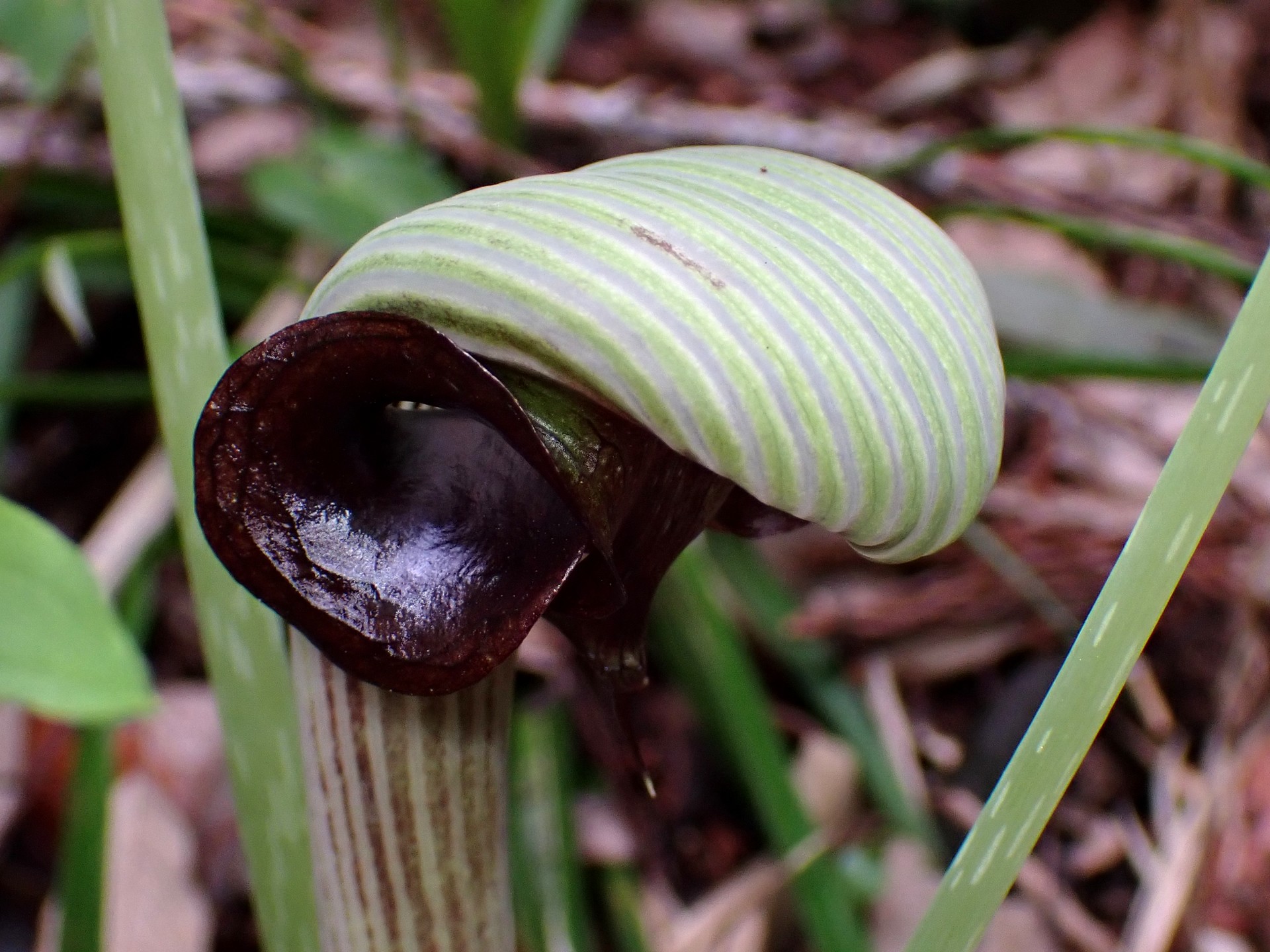 ムサシアブミの花の高画質写真です。横浜市 青葉区 寺家ふるさと村で、2024年4月6日に撮影したものです。