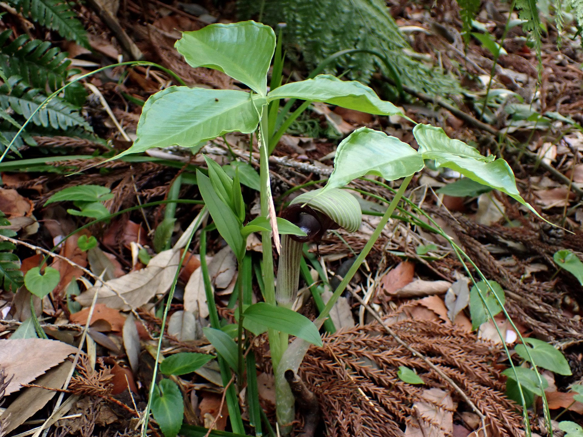 ムサシアブミの全体の高画質写真です。横浜市 青葉区 寺家ふるさと村で、2024年4月6日に撮影したものです。