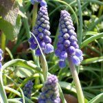 ムスカリの花の高画質写真です。横浜市 青葉区 寺家ふるさと村で、2024年3月31日に撮影したものです。