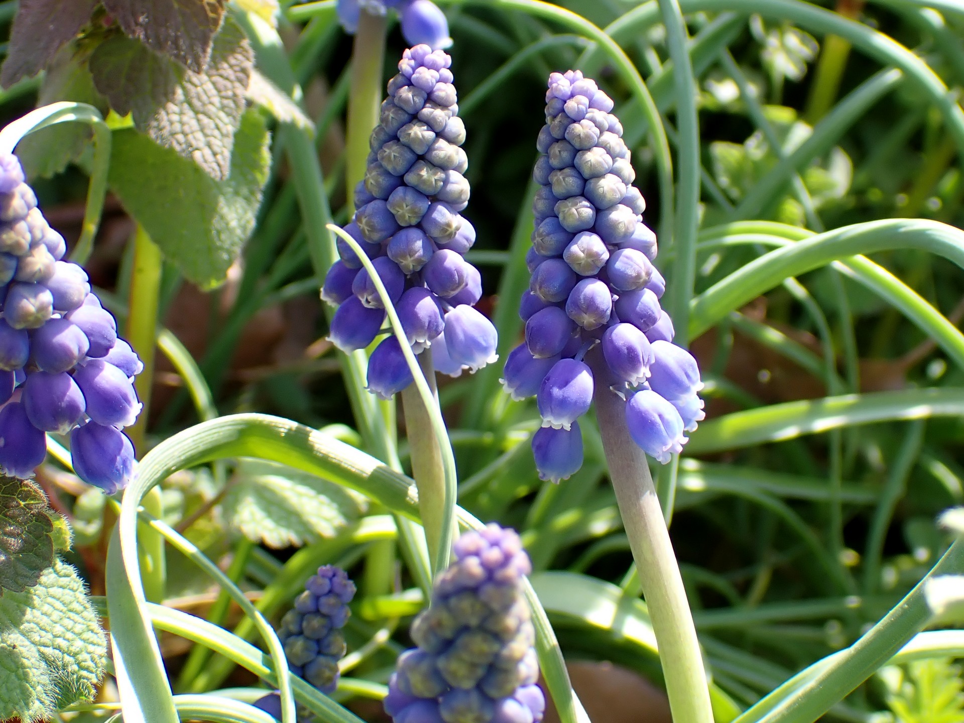 ムスカリの花の高画質写真です。横浜市 青葉区 寺家ふるさと村で、2024年3月31日に撮影したものです。
