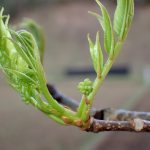 ニガキの新芽の高画質写真です。横浜市 青葉区 寺家ふるさと村で、2024年4月7日に撮影したものです。