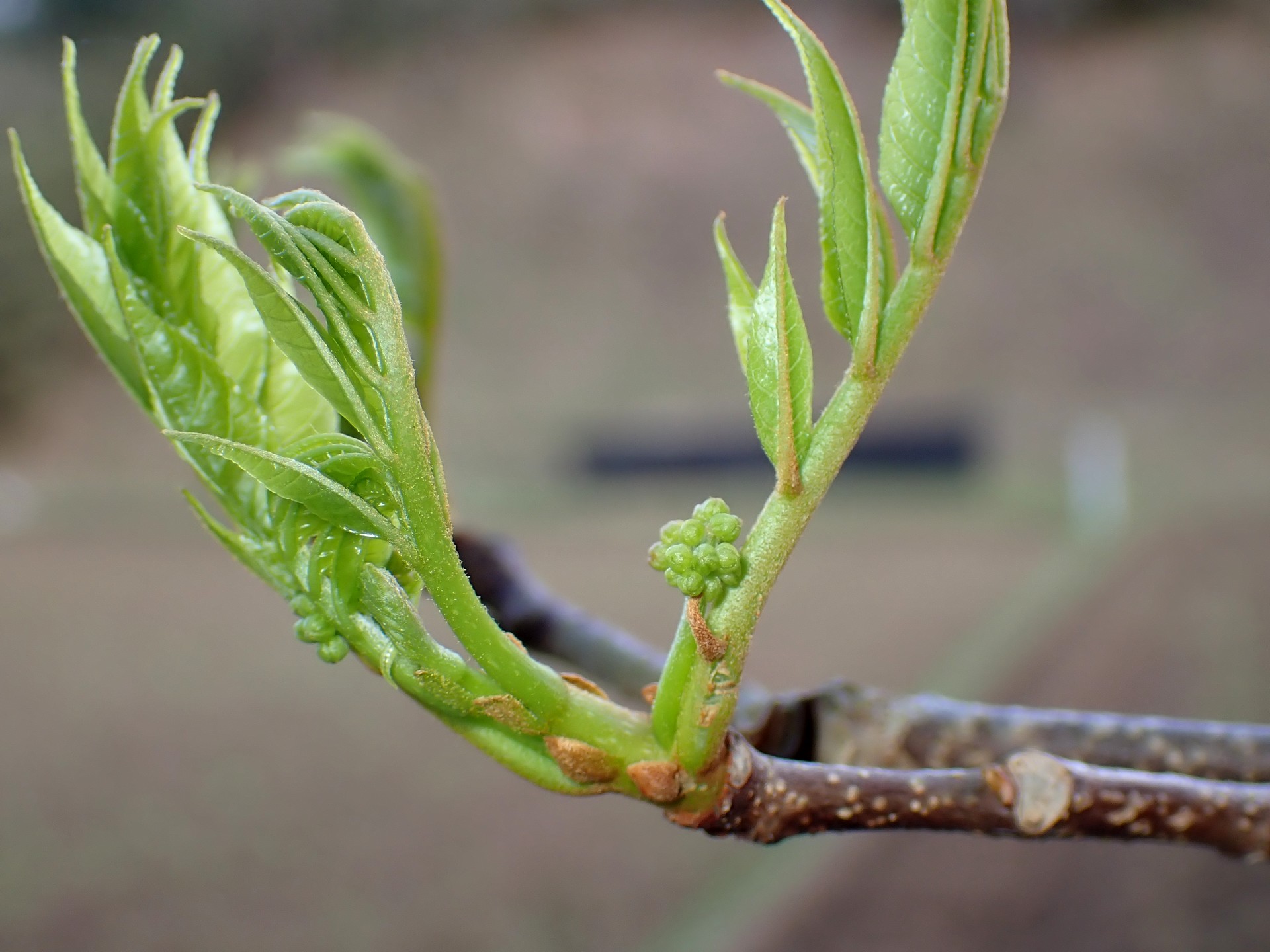 ニガキの新芽の高画質写真です。横浜市 青葉区 寺家ふるさと村で、2024年4月7日に撮影したものです。