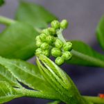 ニガキの新芽の拡大写真です。横浜市 青葉区 寺家ふるさと村で、2024年4月12日に撮影したものです。