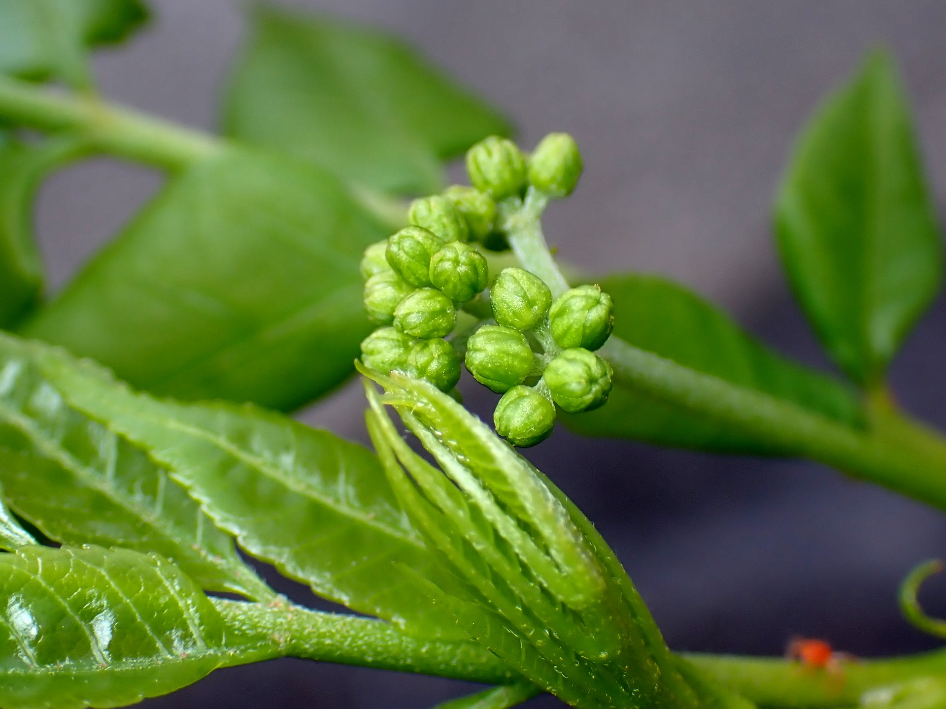 ニガキの新芽の拡大写真です。横浜市 青葉区 寺家ふるさと村で、2024年4月12日に撮影したものです。