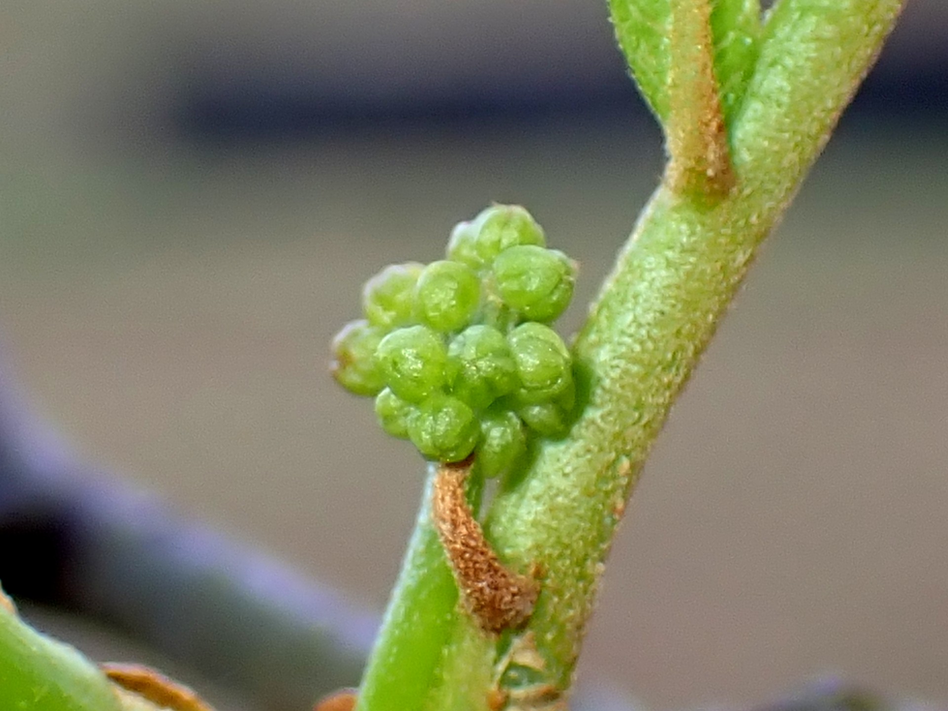 ニガキの新芽の拡大写真です。横浜市 青葉区 寺家ふるさと村で、2024年4月7日に撮影したものです。