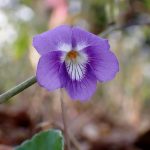 ニオイタチツボスミレの花の高画質写真です。 横浜市 青葉区 寺家ふるさと村で、2024年3月31日に撮影したものです。