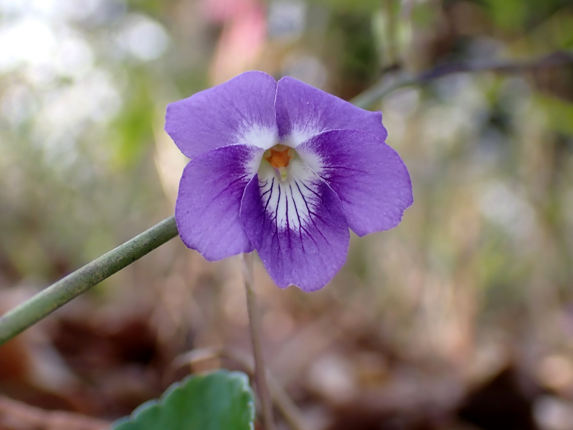 ニオイタチツボスミレの花の高画質写真です。 横浜市 青葉区 寺家ふるさと村で、2024年3月31日に撮影したものです。