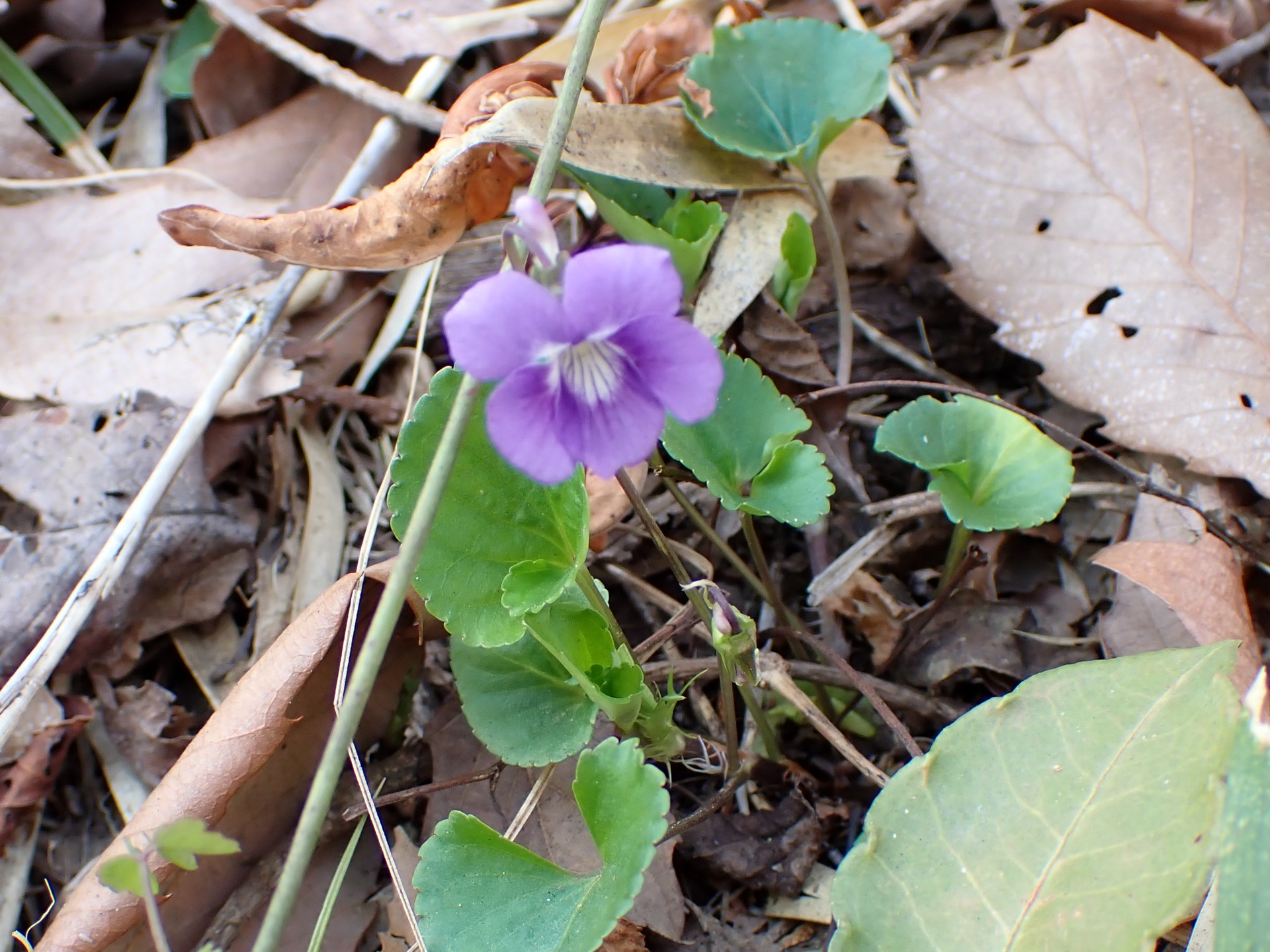 ニオイタチツボスミレの全体の高画質写真です。 横浜市 青葉区 寺家ふるさと村で、2024年3月31日に撮影したものです。