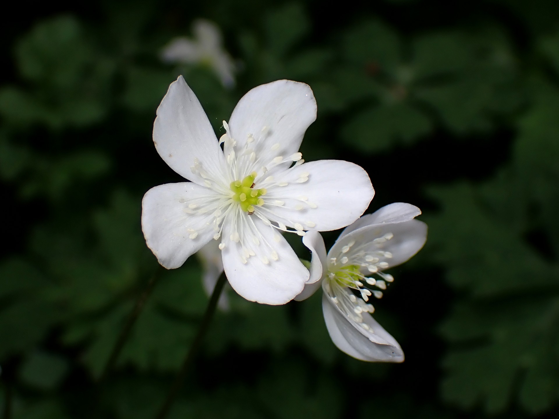 ニリンソウ の花の高画質写真です。横浜市 青葉区 寺家ふるさと村で、2024年4月18日に撮影したものです。