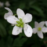 ニリンソウ の花の高画質写真です。横浜市 青葉区 寺家ふるさと村で、2024年4月18日に撮影したものです。