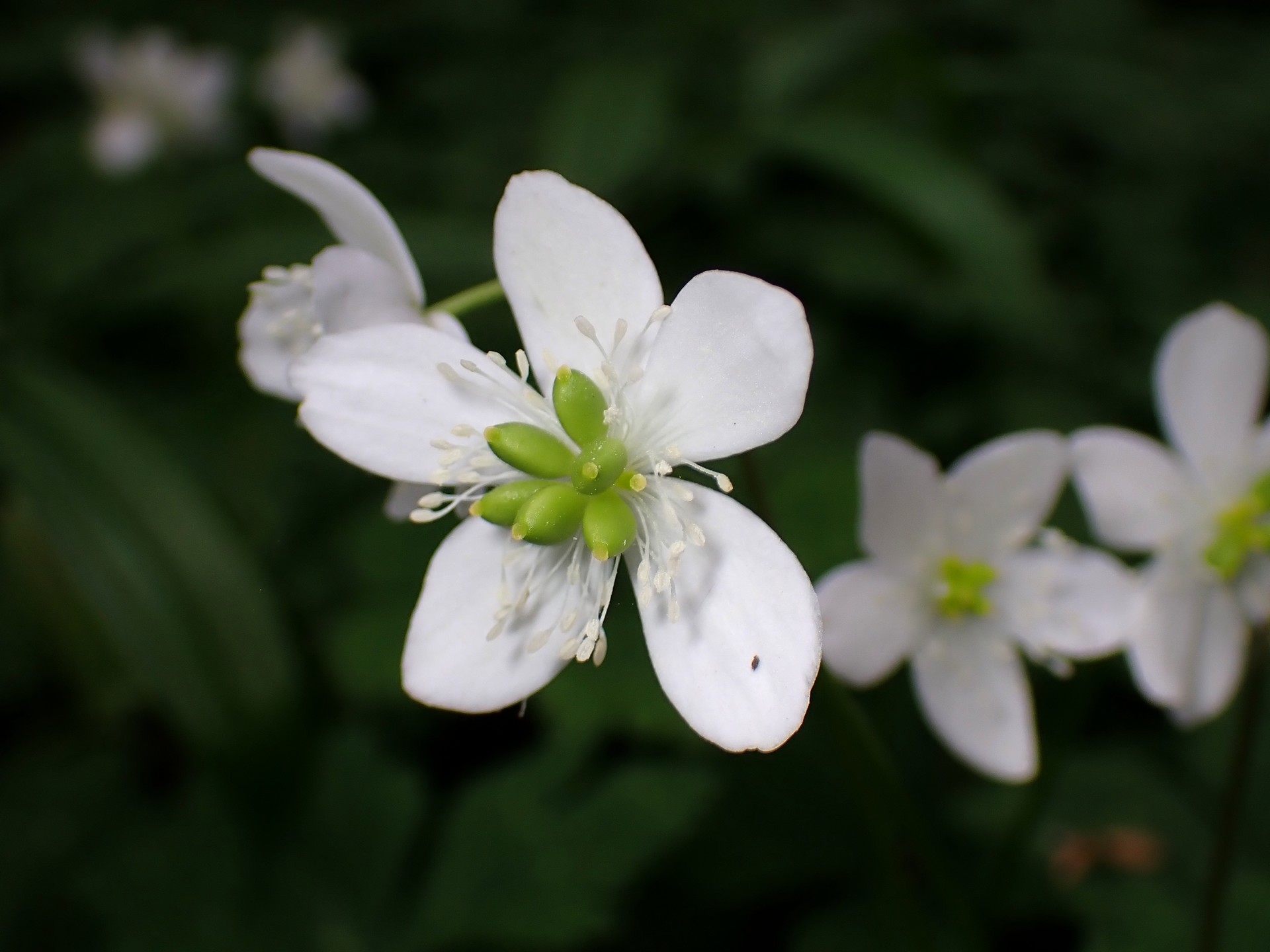 ニリンソウ の花の高画質写真です。横浜市 青葉区 寺家ふるさと村で、2024年4月18日に撮影したものです。
