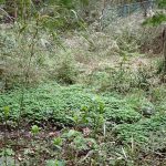 小規模ですがニリンソウの群生の写真です。横浜市 青葉区 寺家ふるさと村で、2024年4月6日に撮影したものです。