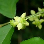 ニシキギの花の高画質写真です。横浜市 青葉区 寺家ふるさと村で、2024年4月28日に撮影したものです。