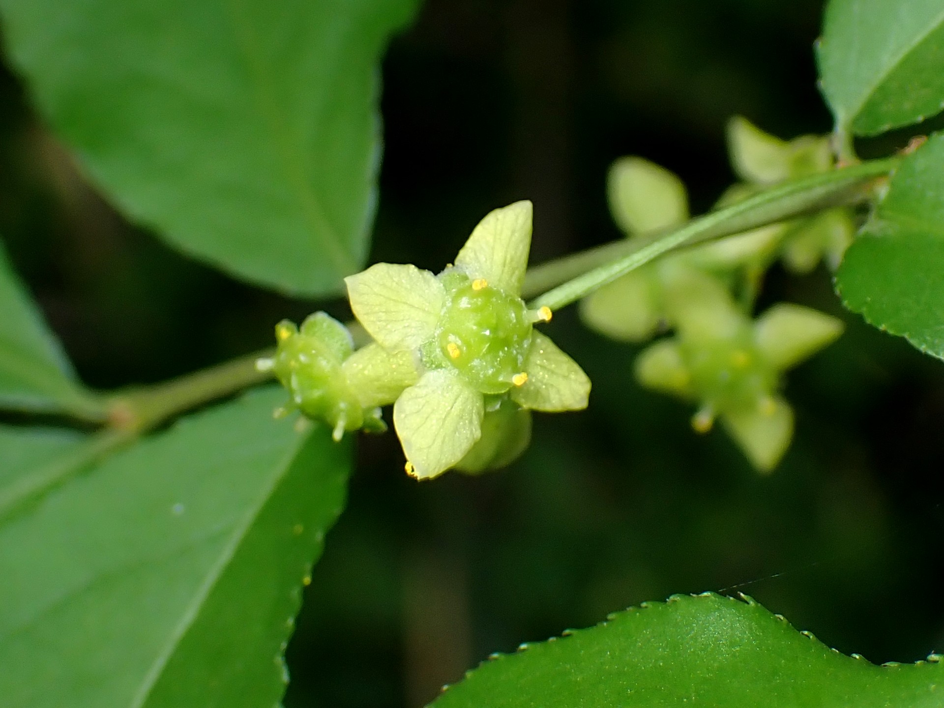 ニシキギの花の高画質写真です。横浜市 青葉区 寺家ふるさと村で、2024年4月28日に撮影したものです。