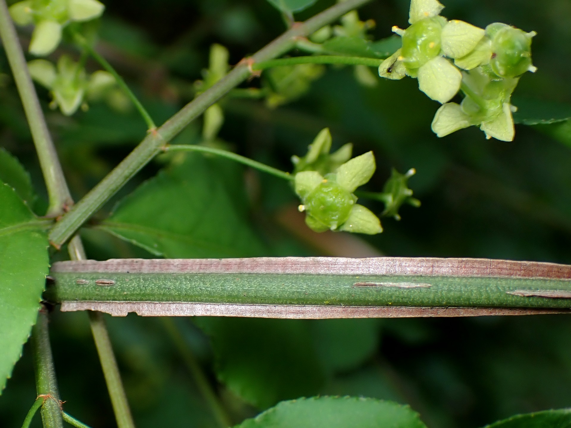 ニシキギの枝の翼の高画質写真です。横浜市 青葉区 寺家ふるさと村で、2024年4月28日に撮影したものです。