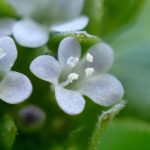 ノヂシャの花の高画質写真です。横浜市 青葉区 寺家ふるさと村で、2024年4月10日に撮影したものです。