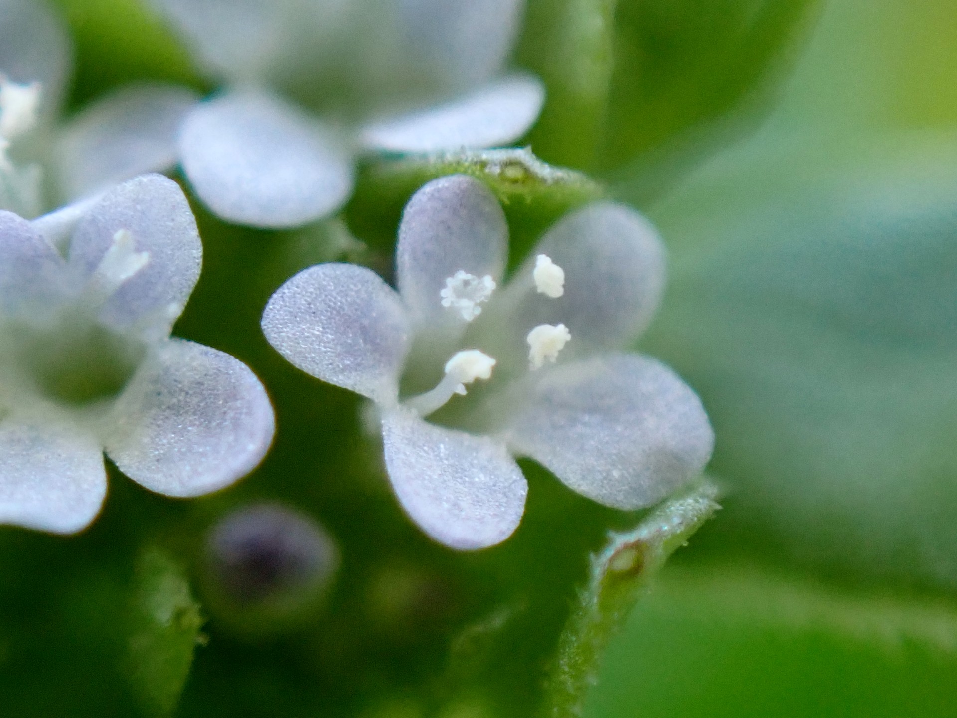 ノヂシャの花の高画質写真です。横浜市 青葉区 寺家ふるさと村で、2024年4月10日に撮影したものです。