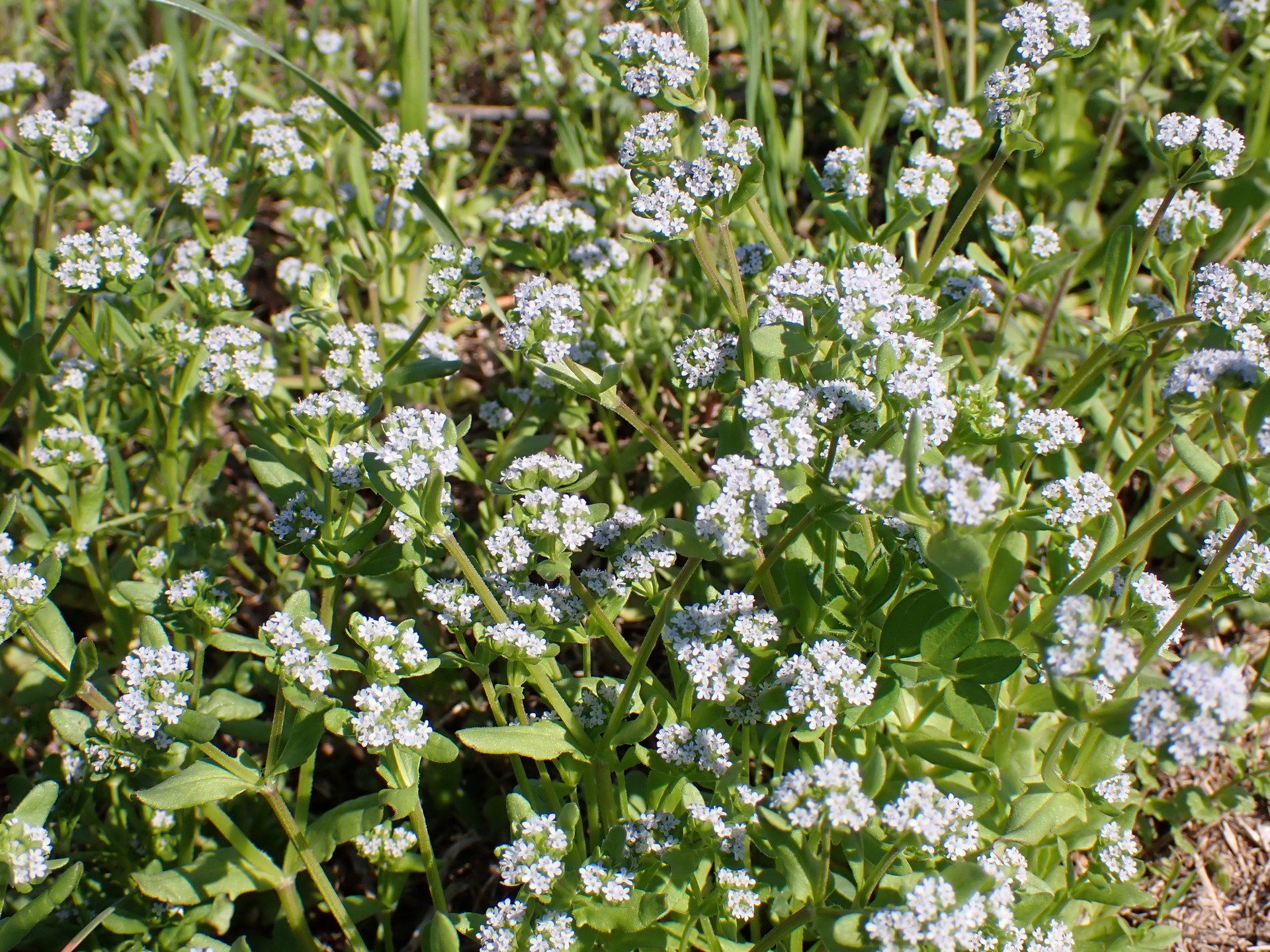 ノヂシャの全体の高画質写真です。横浜市 青葉区 寺家ふるさと村で、2024年4月10日に撮影したものです。