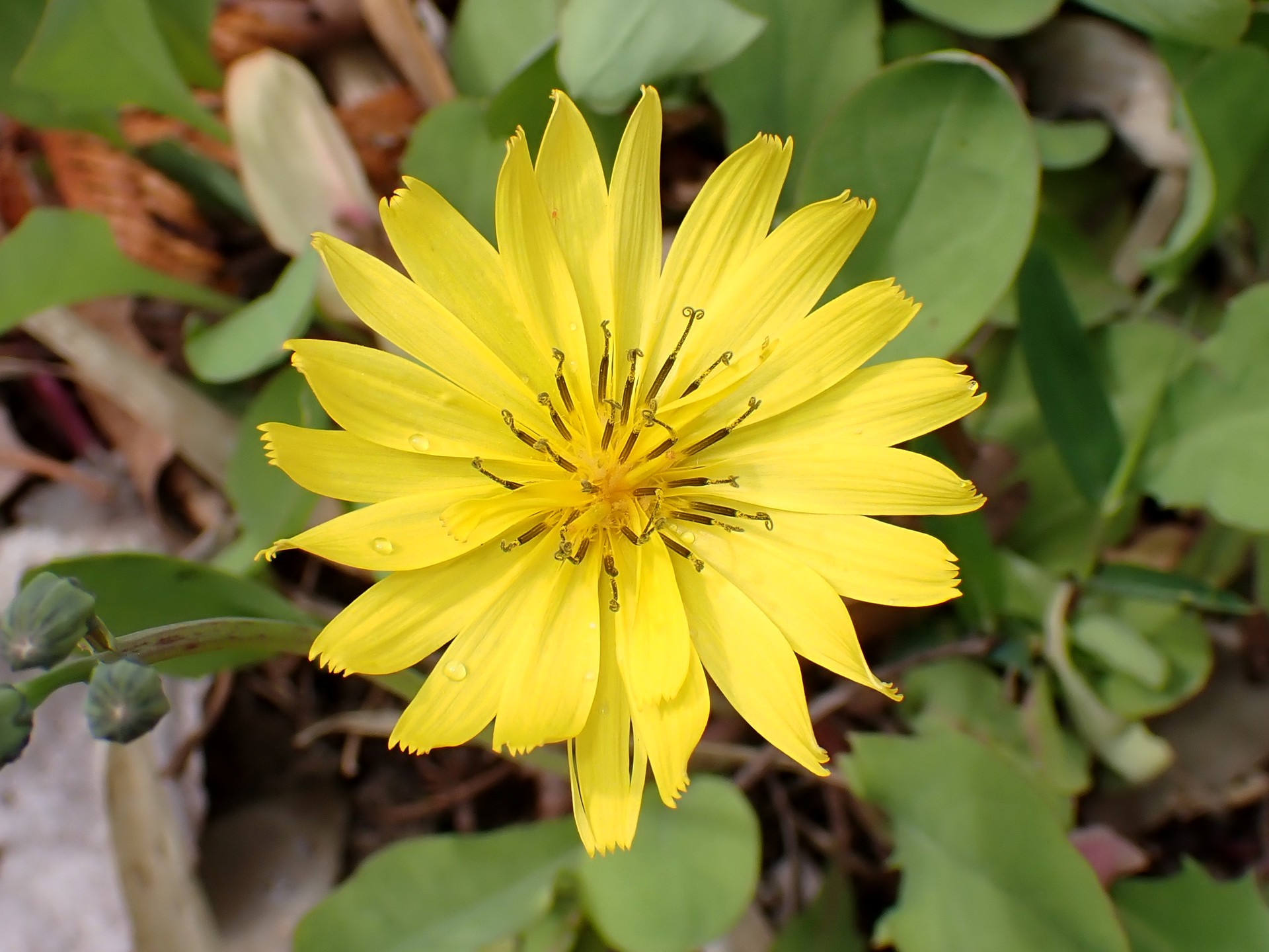 オオジシバリの花の高画質写真です。横浜市 青葉区 寺家ふるさと村で、2024年4月8日に撮影したものです。