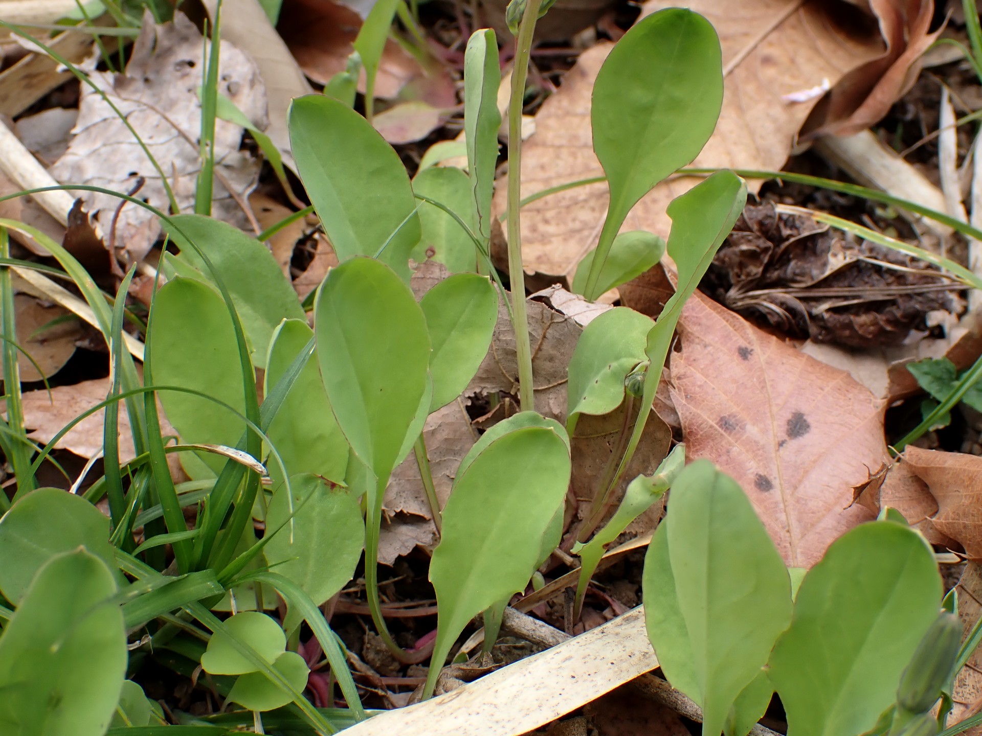 オオジシバリの若葉の高画質写真です。横浜市 青葉区 寺家ふるさと村で、2024年4月8日に撮影したものです。