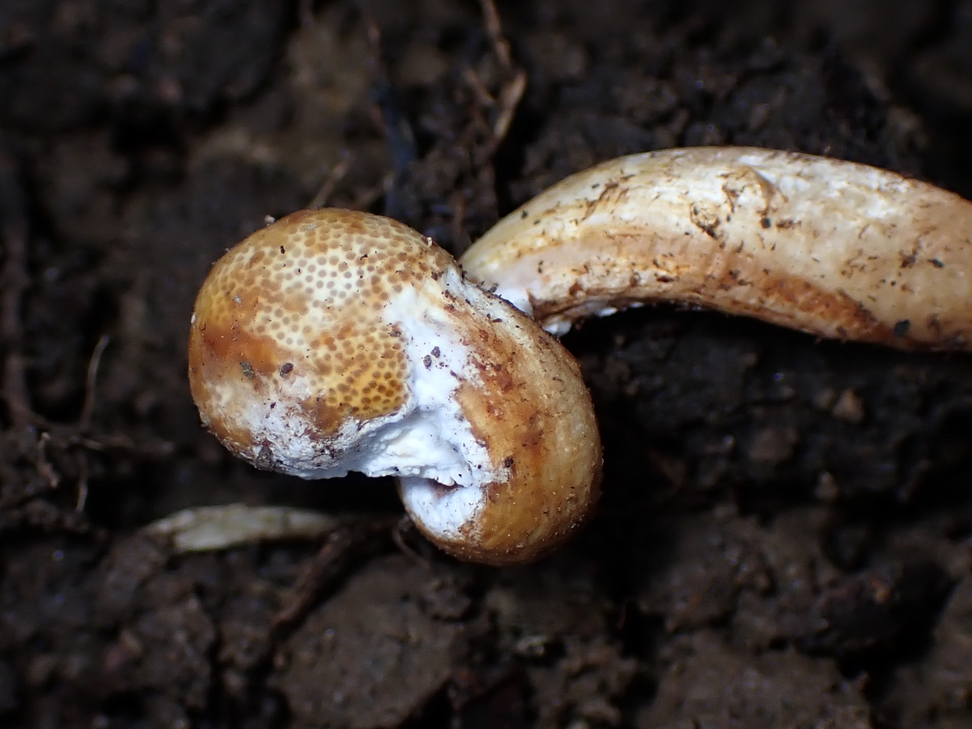 冬虫夏草オオセミタケの先端部分の高画質写真です。横浜市 青葉区 寺家ふるさと村で、2024年4月14日に撮影したものです。
