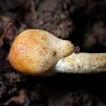 冬虫夏草オオセミタケの先端部分の高画質写真です。横浜市 青葉区 寺家ふるさと村で、2024年4月14日に撮影したものです。