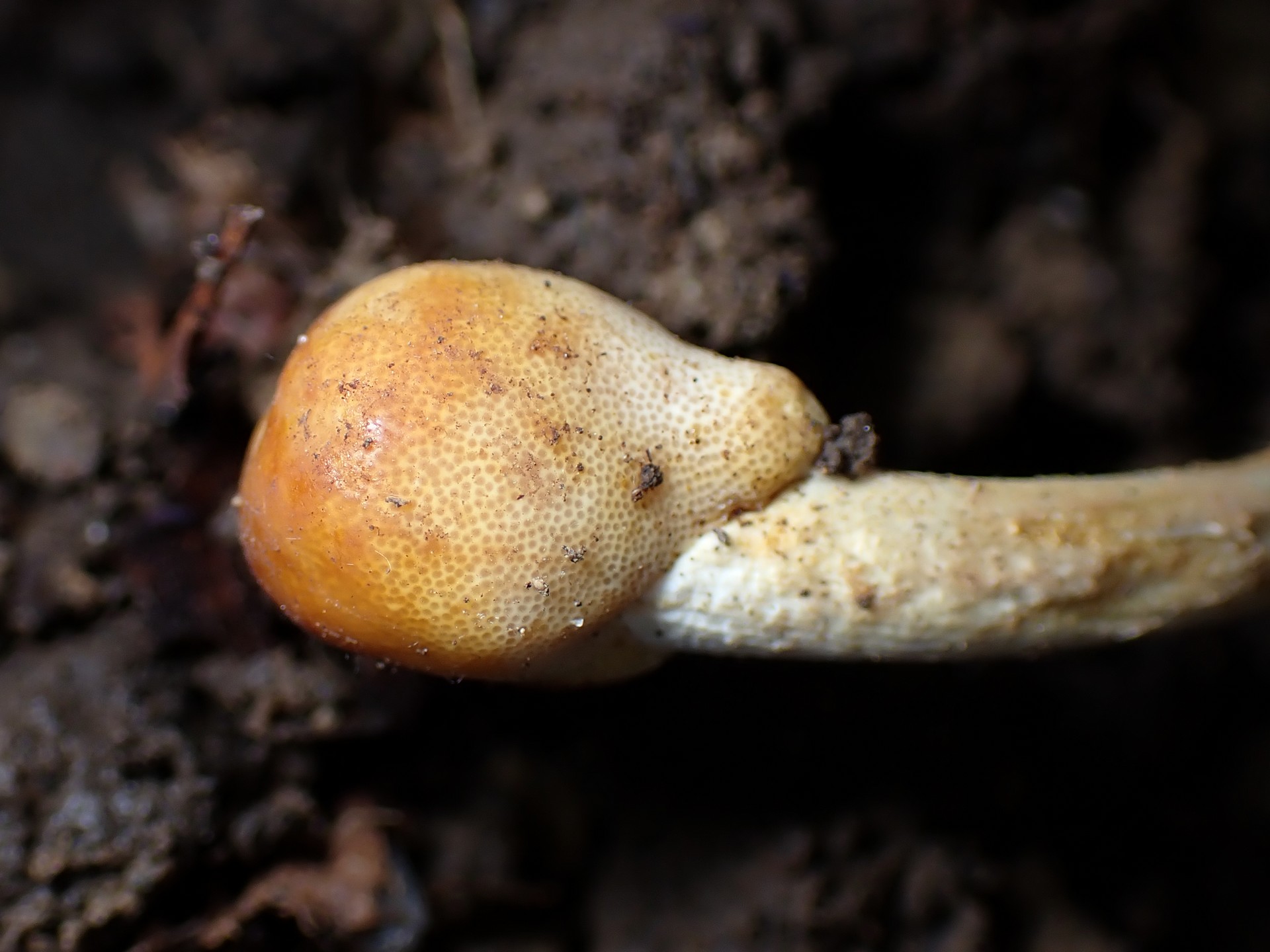 冬虫夏草オオセミタケの先端部分の高画質写真です。横浜市 青葉区 寺家ふるさと村で、2024年4月14日に撮影したものです。
