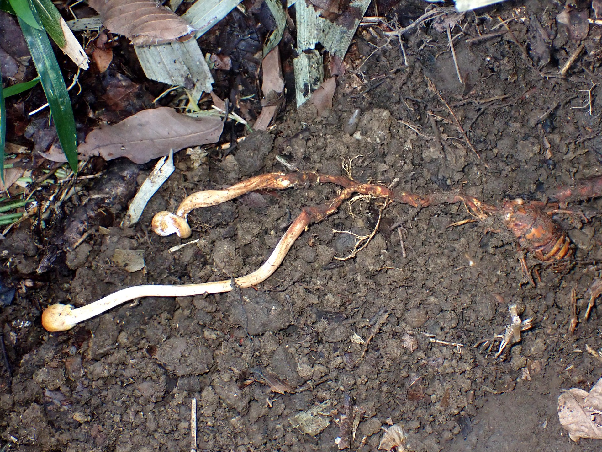 冬虫夏草オオセミタケの全体の高画質写真です。横浜市 青葉区 寺家ふるさと村で、2024年4月14日に撮影したものです。