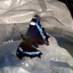 ルリタテハの高画質写真です。横浜市 青葉区 寺家ふるさと村で、2024年4月25日に撮影したものです。