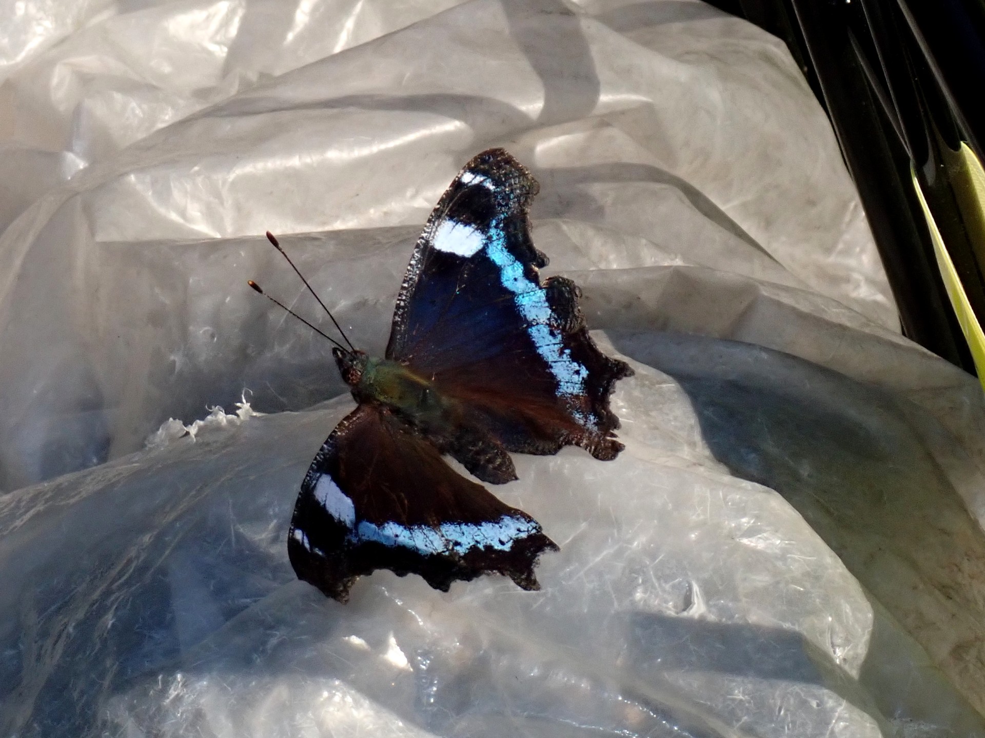 ルリタテハの高画質写真です。横浜市 青葉区 寺家ふるさと村で、2024年4月25日に撮影したものです。