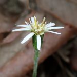 センボンヤリの花の高画質写真です。横浜市 青葉区 寺家ふるさと村で、2024年4月8日に撮影したものです。